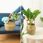 Seagrass Belly Basket, Set of 2 Woven Plant Pot Holder Handmade Home Decor for Storage Plants Picnic Grocery Large(12.6 x 11.02 inch) - size: L(Set of 2)