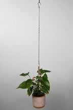Chain for Hanging Plants,25 Inch Black Hanging Chain Basket Kits with Hooks for Bird Feeder Plant Extender Porch Wind Chime (Black, 25 Inch-4PCS)