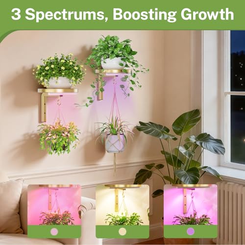 iDavosic.ly Wall Plant Holder with Grow Lights Set of 2 for Indoor Outdoor, Metal Hanger with 2 Hooks, Floating Flower Display Stand for Window, Space Saving & Easy to Assemble (Pots Not Included), Gold - color: Gold with Lights, size: 2 Pack