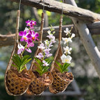 Handmade 100% Thai Bamboo Hanging Orchid Basket – 4 Inch Set of 3 - color: 4 Inch 3-pack