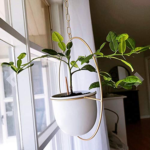 2 Pack Hanging Planters for Indoor Plants with 5.5" Pot + Ceiling Hook + Extender Chain | Hanging Plant Holder, Metal Minimalist Planter, NO Plant incld - color: Gold & White