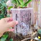 Clear Plastic Orchid Pot – 4" or 5" Diameter Air Column Flower Planter for Phalaenopsis, Breathable Root-Control with Drainage Holes (Random Size Surprise (10-Pack))