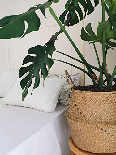 Extra Large Seagrass Plant Basket with Handles, Wicker Woven Storage Basket (14.1“ Diameter x 13.8" Height), Natural) - size: XXXL (14.1“ D x 13.8" H)