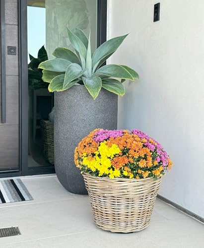 Kouboo Rattan Planter Basket with Plastic Pots Planters Flower Pots Decorative Fall planters for Front Porch Whiskey Barrel Basket Indoor Outdoor Plant Pots Medium - size: Medium