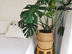 Large Woven Seagrass Belly Basket for Plant, Grocery, Picnic, 12" Diameter x 14" Height - size: XXL (12" D x 14" H)