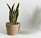 Seagrass Planter Basket Set With Plastic Lining Woven Storage Basket 7x6 In Indoor And Outdoor Plant Flowerpot Baskets Are Very Suitable For Flowerpot Covers. Natural Plant Containers (Large-size)