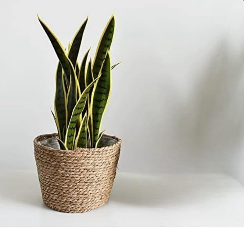 Seagrass Planter Basket Set With Plastic Lining Woven Storage Basket 7x6 In Indoor And Outdoor Plant Flowerpot Baskets Are Very Suitable For Flowerpot Covers. Natural Plant Containers (Large-size) - color: Large-size