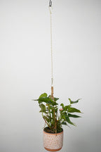 Chain for Hanging Plants,21 Inch Gold Hanging Chain, Small Hanging Basket Chain Kits with Hooks for Bird Feeder Hanging Basket Extender Porch Wind Chime (Gold, 21 Inch-6PCS)
