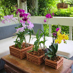 Set of 3 Strong Wooden Orchid Baskets with Hangers, Vanda Baskets for Outside - size: Set of 3