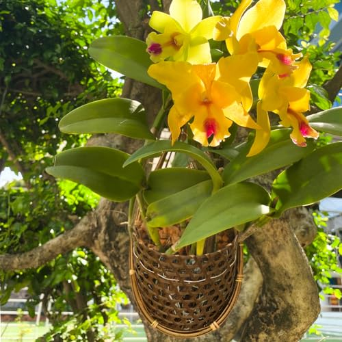Handmade 100% Thai Bamboo 6 Inch Signature Super Sanctuary SIAM Orchid Hanging Basket with Nursery Grade Coconut Shell Staves Coir Pith Sponge & Husk Mulch - color: 6 Inch Signature Super Sanctuary