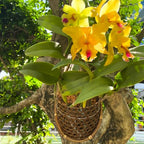 Handmade 100% Thai Bamboo 6 Inch Signature Super Sanctuary SIAM Orchid Hanging Basket with Nursery Grade Coconut Shell Staves Coir Pith Sponge & Husk Mulch - color: 6 Inch Signature Super Sanctuary