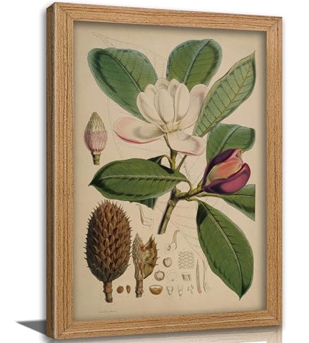 Framed Vintage Magnolia Botanical Wall Art, Antique Plant Floral Illustration Canvas Print Poster, Flower Nature Wall Decor for Living Room Bedroom, Rustic Home Decoration, - color: Green flowers, size: 24"L x 16"W