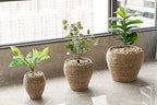 Vintiquewise Woven Round Flower Pot Planter Basket with Leak-Proof Plastic Lining- Set of 3 - size: Set of 3
