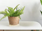Seagrass Planter Basket Set With Plastic Lining Woven Storage Basket 7x6 In Indoor And Outdoor Plant Flowerpot Baskets Are Very Suitable For Flowerpot Covers. Natural Plant Containers (Small)