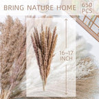 650PCS Natural Dried Pampas Grass Boho Home Decor Bouquet Phragmites Dried Flowers Bouquet for Wedding Floral Arrangements Home Decorations (650PCS) - size: 650PCS