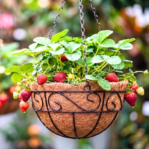 LaLaGreen Hanging Planter for Outdoor Plants (10 Inch, 2 Pack) Hanging Baskets with Coco Liner, Black Metal Wire Flower Basket Pots with Hook Hanger Balcony Porch Farmhouse Country Style Garden Decor - size: 10" x 2 Pack