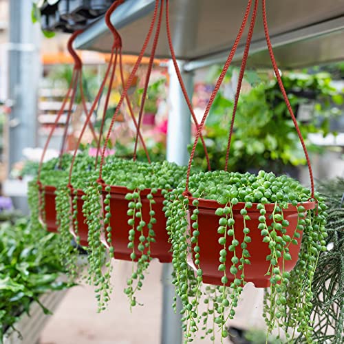 Roshtia 24 Pcs Hanging Plastic Planter Pot with Hook Flower Pots Baskets Hanging Nursery Planter Holder for Outdoor Indoor Plant Garden(Brown,6.7 Inch) - color: Brown, size: 6.7 Inch