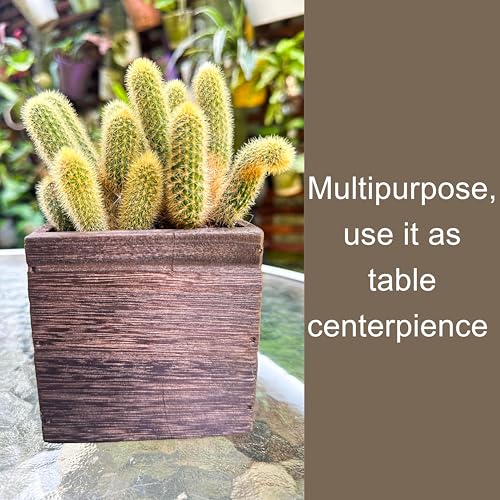 LaLaGreen Wood Planter Boxes for Indoor Plants (4x4 Inch, 6 Pack) Small Square Wall Mounted Planters Flower Pot, Herb Wooden Box Hanging Plant Holder Outdoor Balcony Vertical Garden Modern Home Decor - size: 4x4" x 6 pack