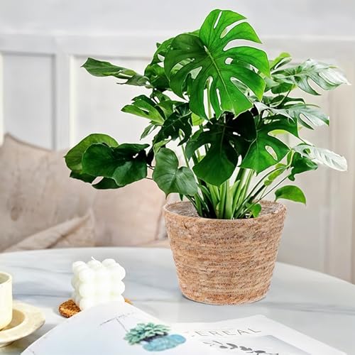 3 PCS Plant Baskets Indoor with Plastic Liner, Water Hyacinth Woven Planters Flower Basket, Planter Basket for Rustic Boho Home Farmhouse Floor Potted Pots Decor