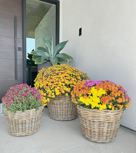 Kouboo Rattan Planter Basket with Plastic Pots Planters Flower Pots Decorative Fall planters for Front Porch Whiskey Barrel Basket Indoor Outdoor Plant Pots Small - size: Small