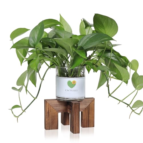 Vigordream Plant Stand, Indoor/Outdoor Wood Plant Holder, Single Flower Pot Stand, Sturdy Planter Stands (Walnut, Fit 2.5-6 inch pots) - size: Fit 2.5-6 inch pots