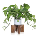 Vigordream Plant Stand, Indoor/Outdoor Wood Plant Holder, Single Flower Pot Stand, Sturdy Planter Stands (Walnut, Fit 2.5-6 inch pots) - size: Fit 2.5-6 inch pots