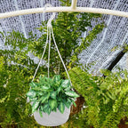 DOITOOL 10 Sets Hanging Planter Basket with Drainage Hole Round Flower Plant Pot Fence Railing Wall Planter for Ferns Ivy Crawling Plants Indoor Outdoor White - color: White