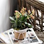 Ochine Small Plant Basket for Plants, Modern Storage Basket Decorative Natural Rope Basket, Flower Pot Table Indoor Planters, Small Storage Organizer Basket Rustic Home Decor