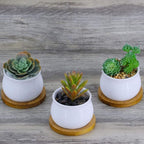 6pcs 3 inch Bamboo Round Plant Saucer, Mini Flower Pot Tray for Cactus Plant Pot Flower Pot Container Planter Bonsai Pots,no Plants Pot