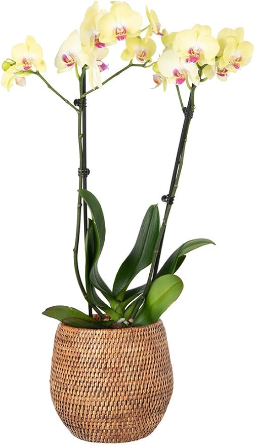 KOUBOO La Jolla Coco Rattan Bowl, Honey-Brown, Small Planter