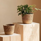 Handwoven Seagrass Planter Baskets - 3 Sizes Small Medium Large (Medium) Straw Plant Pot Covers for Indoor Plants Home Storage Rustic Boho Decor Organize Towels Toys Toiletries