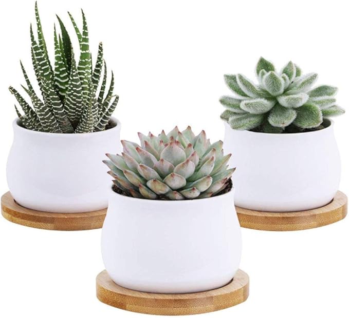 6pcs 3 inch Bamboo Round Plant Saucer, Mini Flower Pot Tray for Cactus Plant Pot Flower Pot Container Planter Bonsai Pots,no Plants Pot