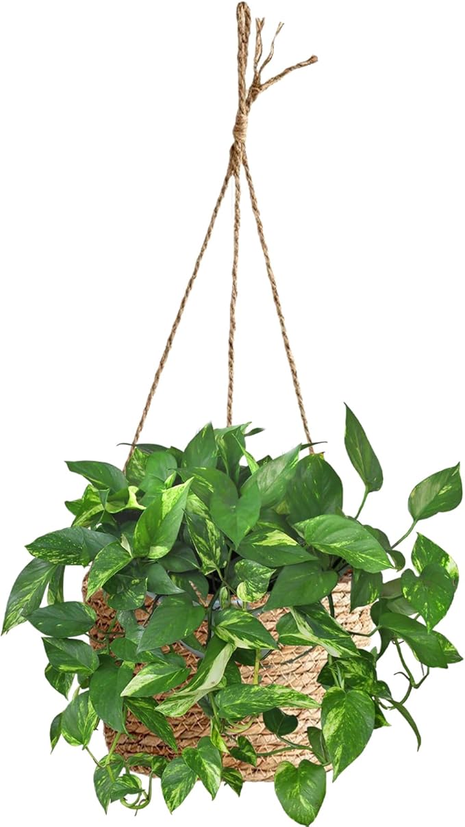8-Inch Small-Caliber Woven Jute Hanging Planter – Seagrass Plant Basket, Decorative Hanging Plant Holder, Ideal for Home Décor and Storage