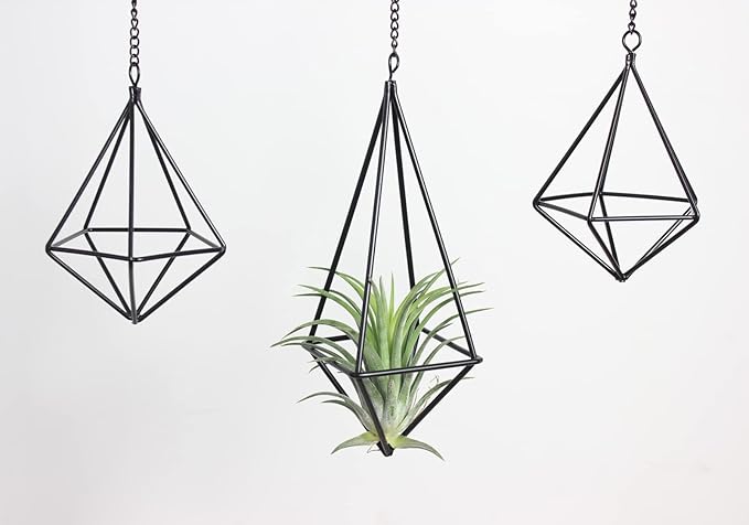 Tillandsia Air Plant Holder Black Geometric Hanging Air Plant Holders Unique for Wall Decor Xerographica Air Plant Hanger for Indoor Decor Himmeli Geometric Decor (5Pcs)