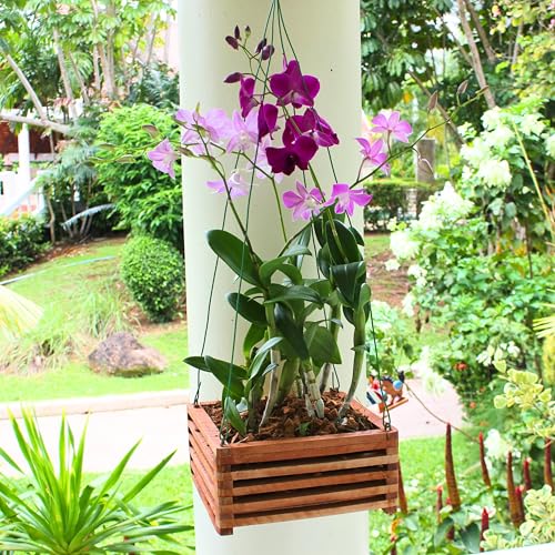 Set of 3 Strong Wooden Orchid Baskets with Hangers, Vanda Baskets for Outside - size: Set of 3