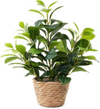 16 inch Artificial Peperomia Potted Plant in Woven Basket Planter Lifelike Two Tone Green Leaves Faux Indoor Branches for Home Office Desk Shelf Bathroom Table Decor