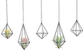 Tillandsia Air Plant Holder Black Geometric Hanging Air Plant Holders Unique for Wall Decor Xerographica Air Plant Hanger for Indoor Decor Himmeli Geometric Decor (5Pcs)