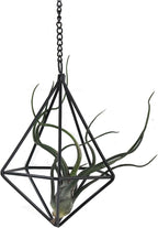 Air Plants Hanging Holders Indoor Small Metal Airplants Rack Hanger Himmeli Geometric Planter Tillandsia Air Ferns Display with Chains 6 Pcs Black Diamond Shape …