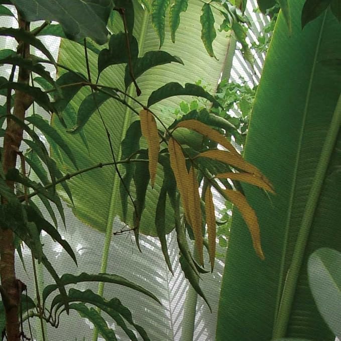 JAWO Green Plant Large Tapestry, Banana Palm Tree Leaves Wall Hanging for Bedroom, Tropical Forest College Dorm Home Decor (80" W x 60" H)
