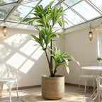 11.8 inch Seagrass Woven Planter Basket - Wicker Planter Basket with Plastic Film Insert for Indoor Plants, Large Monstera Pot, Woven Storage Basket, Boho Home Decor (Medium)