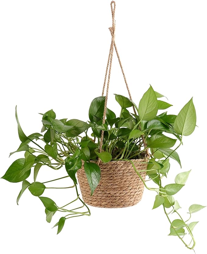 Ejoyous Hanging Planter Basket, Rustic Woven Flower Hangers for Indoor and Outdoor Plants Boho Style Hanging Straw Basket for Porches and Patio Decor (1pcs)