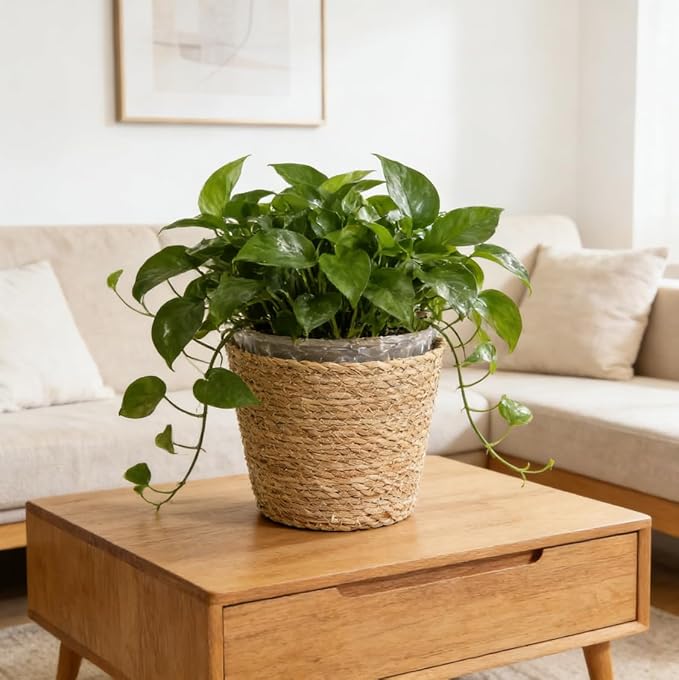 Home Decor Woven Straw Flower Pot Seagrass Planters Basket Garden Plant Pot Containers Wicker Rattan Vase Sundries Organizer Storage Bins for Indoor Outdoor Plants Vintage Decor