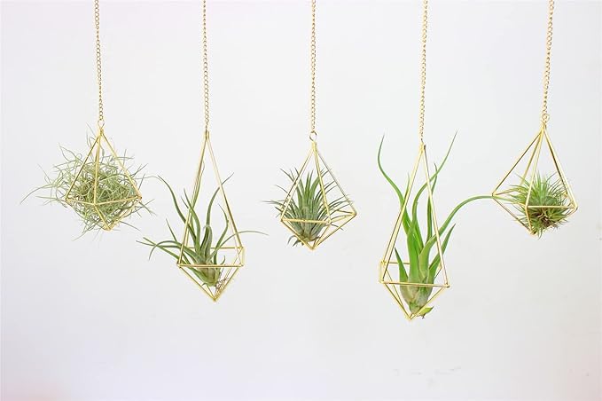 Geometric Hanging Tillandsia Holder Gold Metal Air Plant Holders for House Decor, Small Indoor Plants, Plant Lover Gifts (5Pcs)