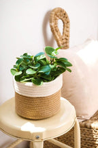 Dahey Small Cotton Rope Plant Basket Woven Plant Coiled Basket for Up to 7" Planter, Decorative Flower Pot Cover Closet Storage Bin Table Desk Organizer for Home Decor, White and Beige