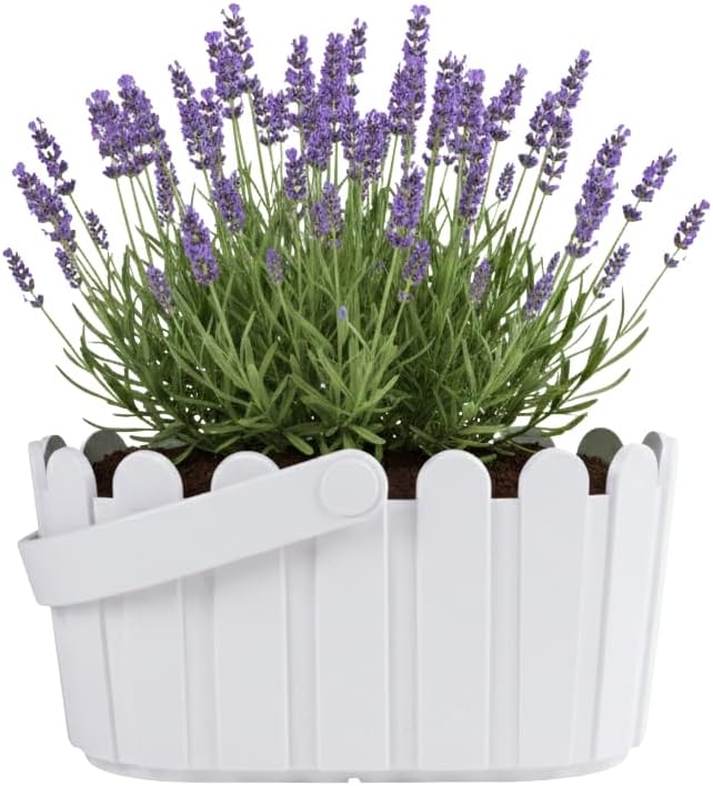 BUZZY Seeds Grow Your Own Lavender Basket – Indoor Flower Grow Kit with Growing Medium, Easy Instructions, Decorative White Basket – Ideal Gardening Gift for Beginners Plant Lovers DIY