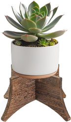 PEKER Plant Stand Indoor, Solid Wood Plant Holder for 5–9 Inch Pots, Low Planter Stand & Plant Riser for Indoor Plants, Stable Pot Stand for Home Decor, Single Wooden Plant Holder
