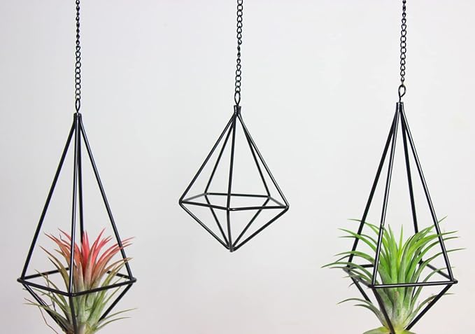 Tillandsia Air Plant Holder Black Geometric Hanging Air Plant Holders Unique for Wall Decor Xerographica Air Plant Hanger for Indoor Decor Himmeli Geometric Decor (5Pcs)