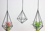 Tillandsia Air Plant Holder Black Geometric Hanging Air Plant Holders Unique for Wall Decor Xerographica Air Plant Hanger for Indoor Decor Himmeli Geometric Decor (5Pcs)