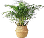 FixtureDisplays 14"X16"X10.5" Woven Seagrass Belly Plant Basket with Handles Plant Pot Handmade Home Decor Basket for Storage Plants,Laundry,Picnic,Plant Pot Cover,Beach Bag&Grocery Basket 22023-NPF
