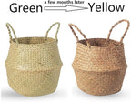 Seagrass Belly Basket, Set of 2 Woven Plant Pot Holder handmade Home Decor for Storage Plants Picnic Grocery Medium(10.63 x 9.44 inch)